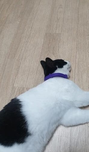Customer photo review of FurLife™ - Natural Pheromone Calming Collar