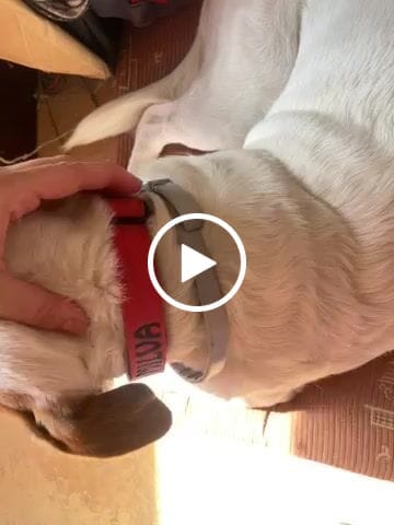 Customer video review of 2.5cm Combat® Collar | With Handle & Rated Clip - Light Blue v2.0