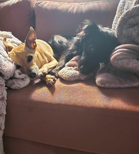 Customer photo review of FurLife™ - Natural Pheromone Calming Collar