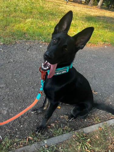 Customer photo review of 5cm LIGHTER Combat® Collar | With Handle Rated Clip - Turquoise & Orange