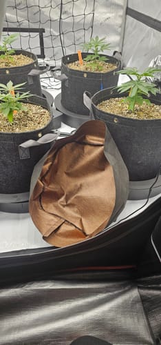 Customer photo review of AutoPot PotSocks