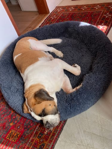 undefined review of Puppery Hundebett Wolke 7 - Das Original image 1 out of 2