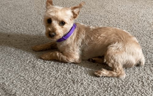 Customer photo review of FurLife™ - Natural Pheromone Calming Collar