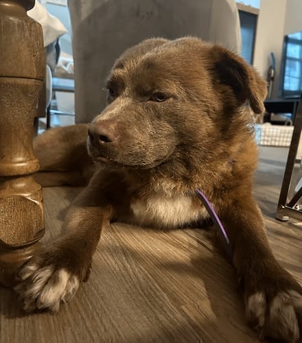 Customer photo review of FurLife™ - Natural Pheromone Calming Collar