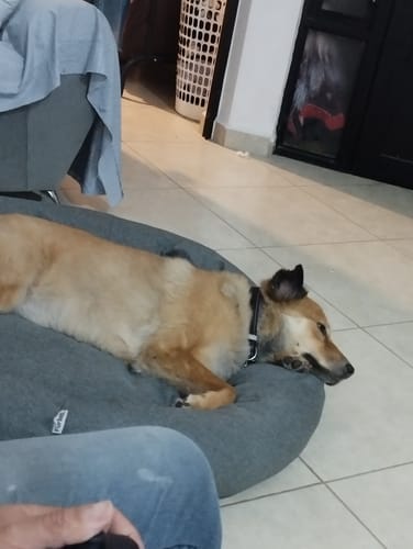 Customer photo review of Funda de Lino para Cama Antiestrés Para Perros (cama no incluida)