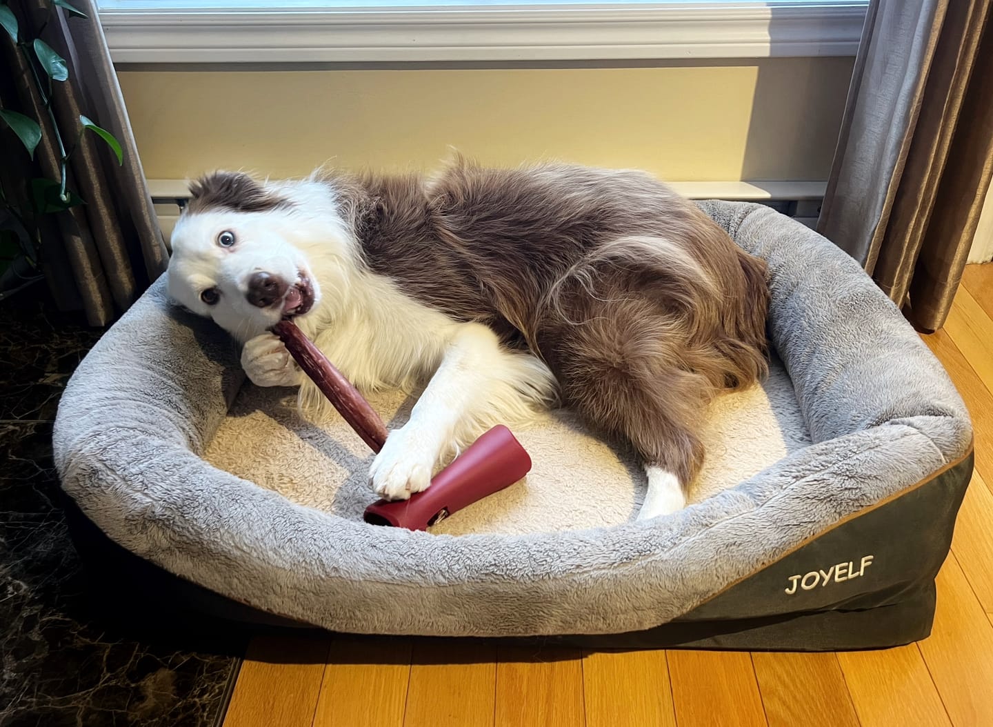 Customer photo review of 12 Inch Mega Monster Bully Stick (LIMITED)
