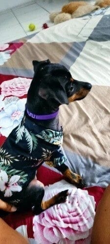 Customer photo review of FurLife™ - Natural Pheromone Calming Collar