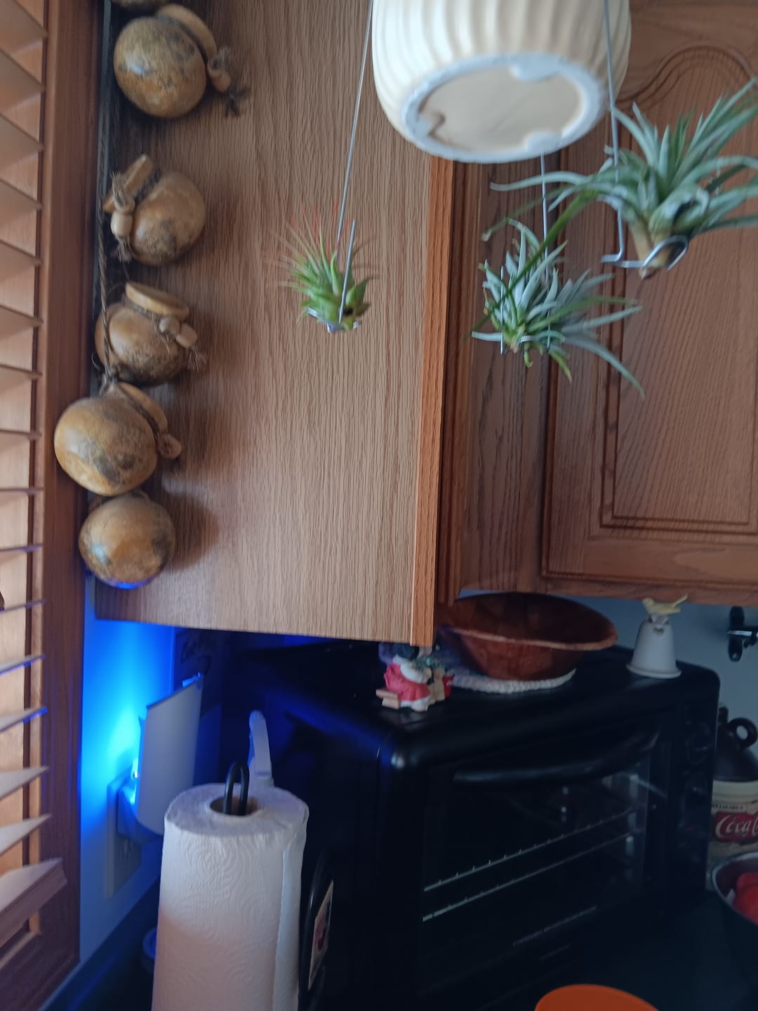 Customer photo review of 3 Air Plants & Fertilizer  Great Starter Mix