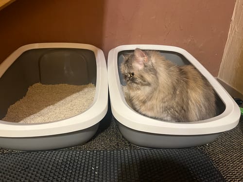 Customer photo review of Naturreines Katzenstreu