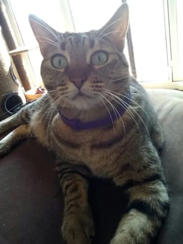 Customer photo review of FurLife™ - Natural Pheromone Calming Collar