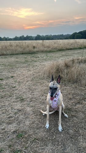Customer photo review of Tough Trails™ Harness - Betsy's Bouquet