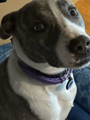 Customer photo review of FurLife™ - Natural Pheromone Calming Collar