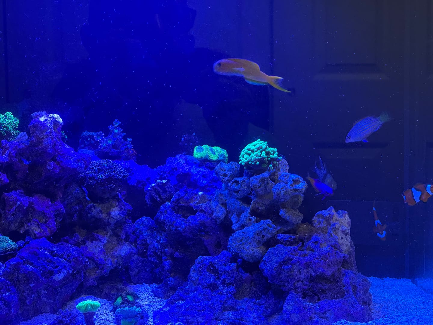 Customer photo review of Fiji Cube 32 Gallon Rimless AIO Glass Nano Tank - PRO Series