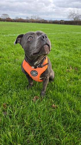 Mel C. review of Active Harness | With Handle & Reflective - Orange image 1 out of 1