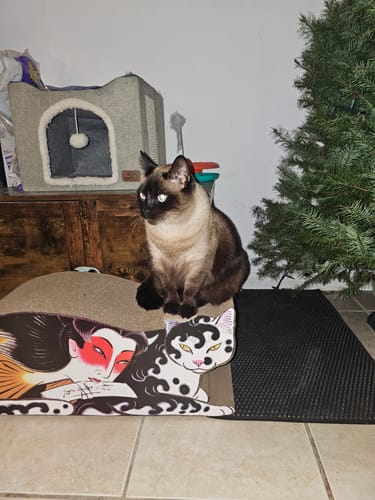 Customer photo review of Ningyo Cat Scratcher
