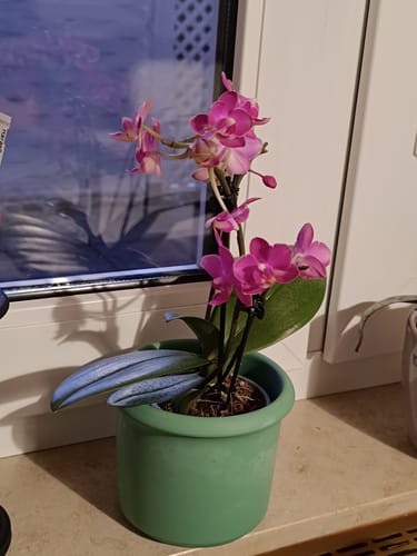 Customer photo review of Duftorchidee Secret Fragrance mit rot-pinken Blüten und 2 Rispen