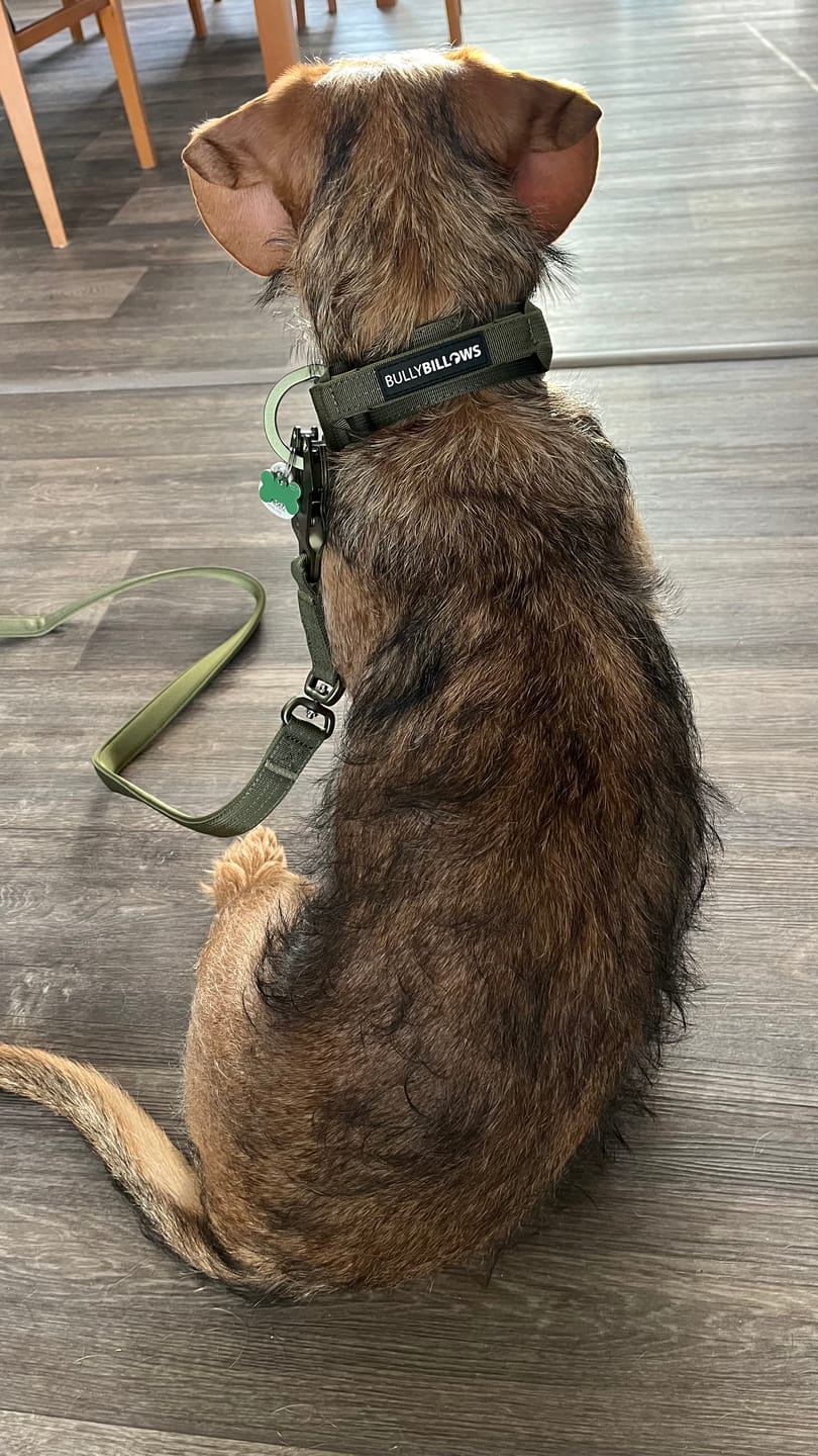 Customer photo review of 1.4m Lighter Swivel Combat Lead | Anti-Tangle & Secure Clip - Khaki x Khaki