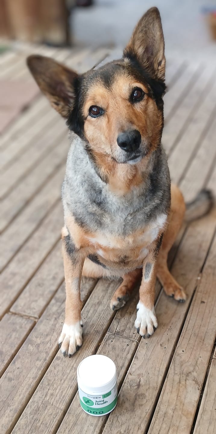 Customer photo review of Hip & Joint Health Chews for Dogs