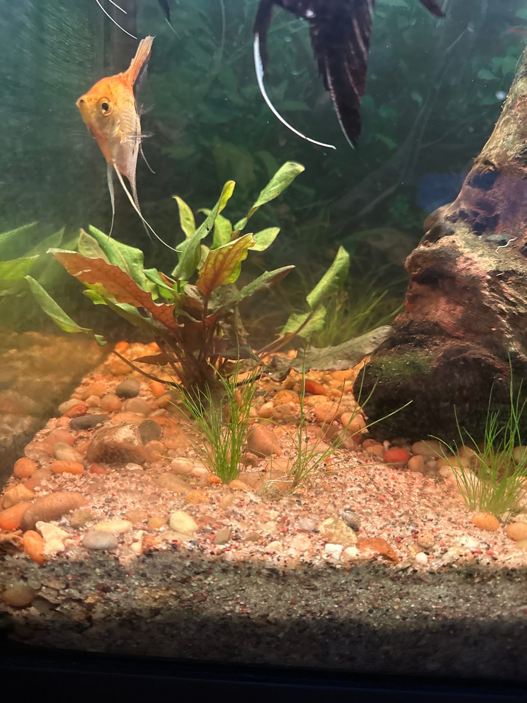 Customer photo review of Cryptocoryne Wendtii RED 'Mi Oya'
