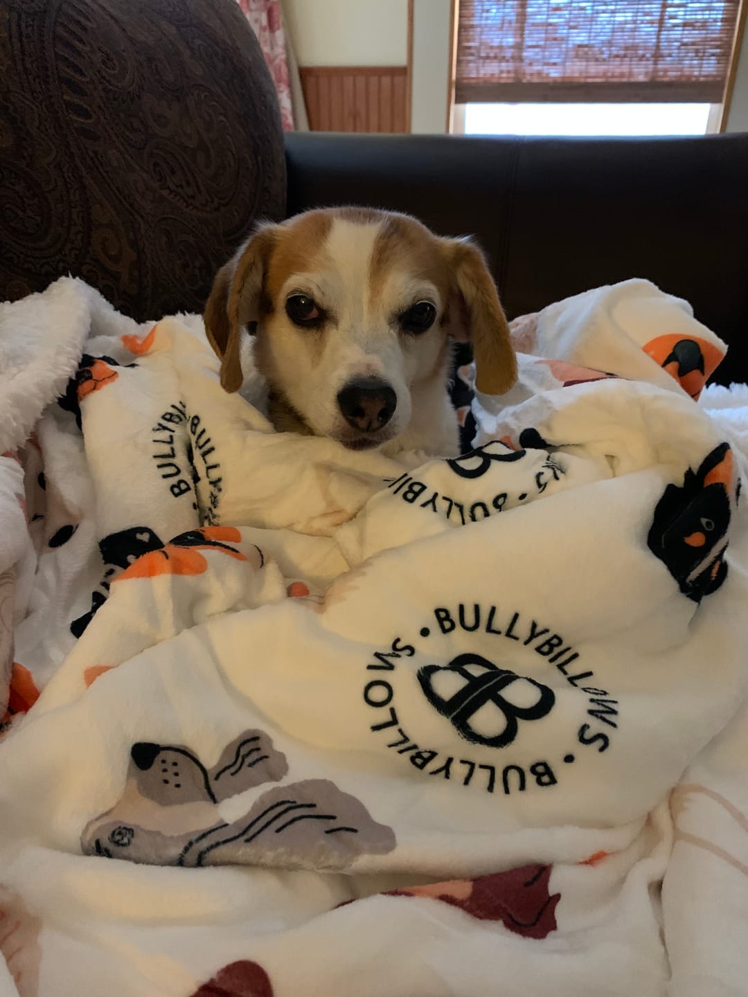 Customer photo review of Luxury Dog & Human Blanket