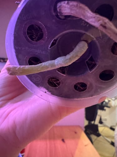 Customer photo review of Phalaenopsis Vivien variegata mit panaschiertem Laub und 1+ Rispen