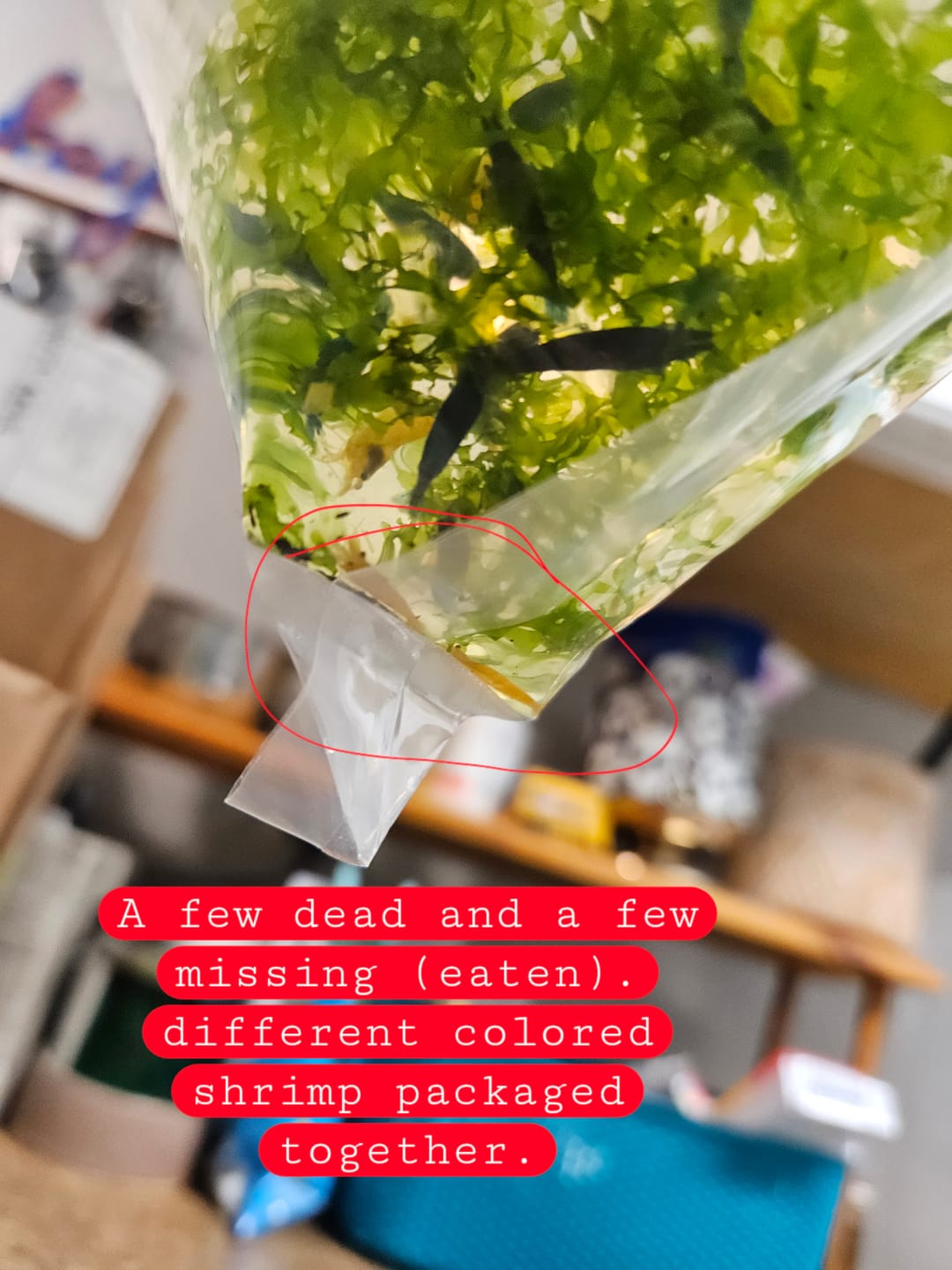 Customer photo review of Golden Neocaridina Shrimp