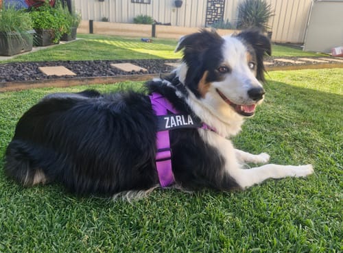 Customer photo review of Walk Essentials