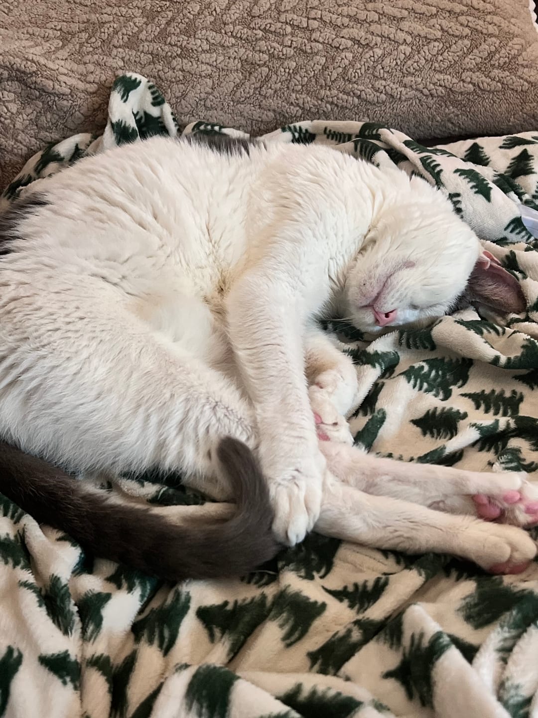 Customer photo review of Royal Canin Veterinary Diet - Urinary SO + Hydrolyzed Protein Dry Cat Food