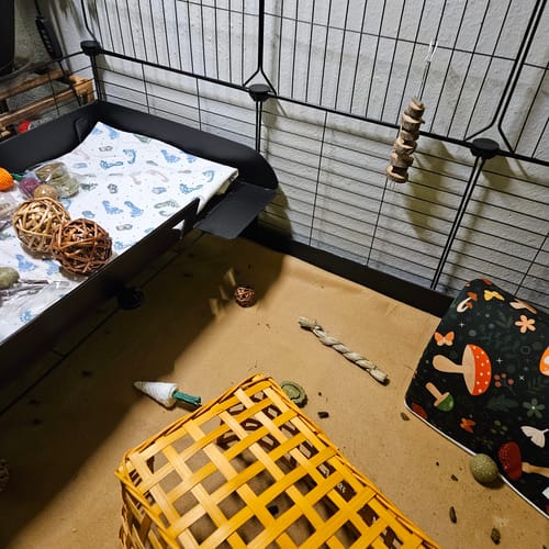 Customer photo review of 4x2 C&C Cage with Loft & Ramp