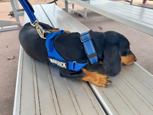 Customer photo review of Walk Essentials