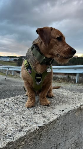 Customer photo review of Anti Pull Harness | With Handle & Lighter | Hurricane Harness - Olive Green