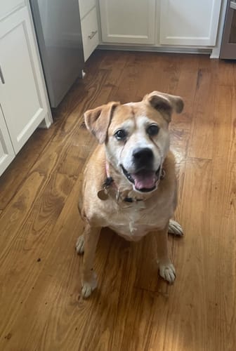 Customer photo review of SUPER Wild Salmon CBD Oil : 4 oz - 4,000 mg! : Healthy Hips & Joint Care Formula