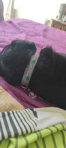 Customer photo review of Placa Morada