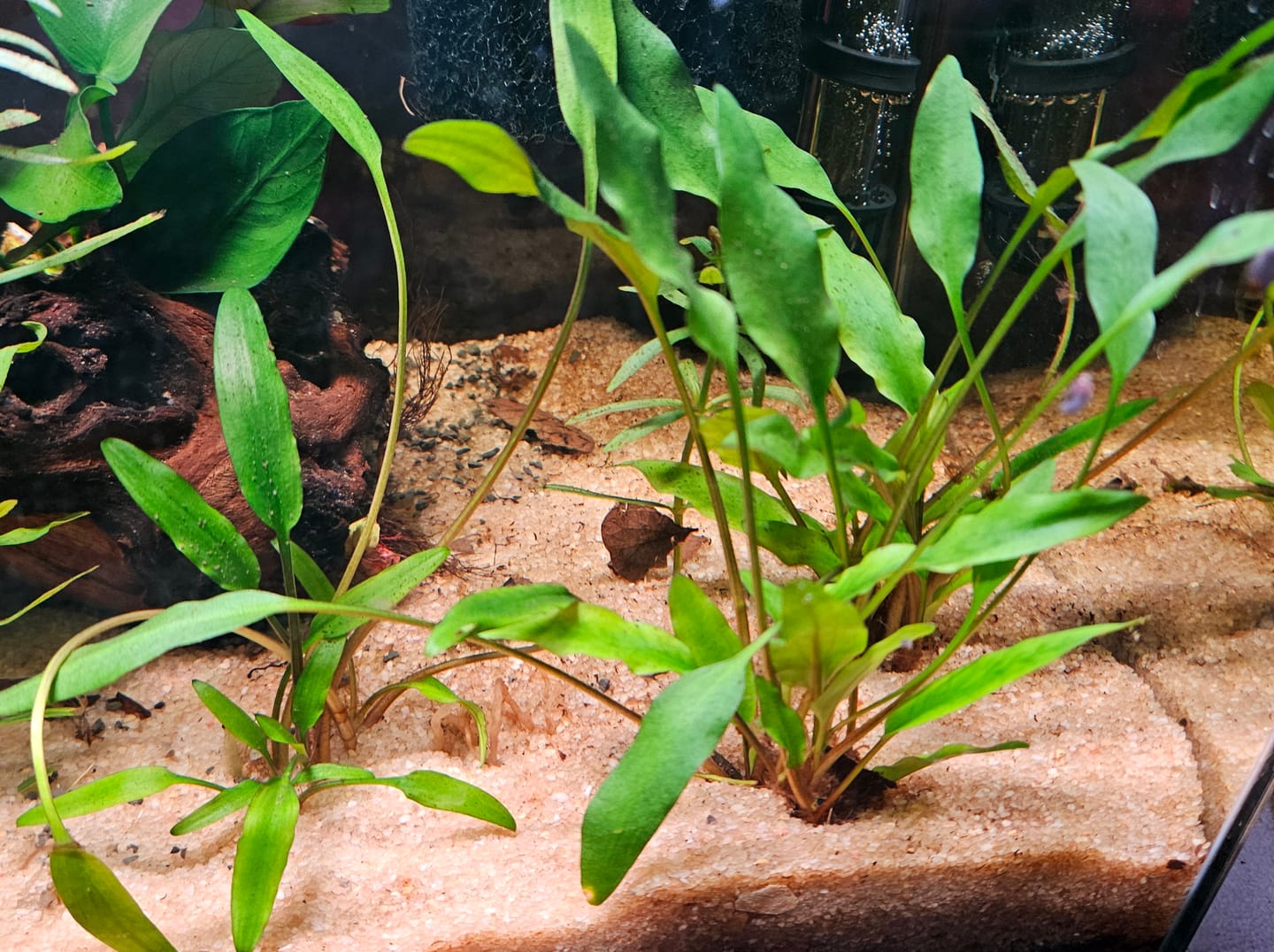 Customer photo review of Cryptocoryne Lutea