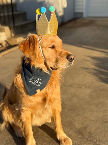 Customer photo review of Birthday + Gotcha Day Embroidered Bandana