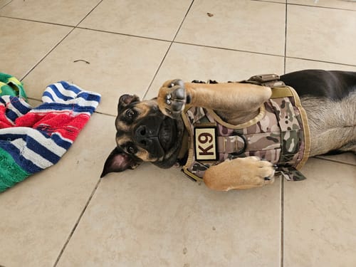 Customer photo review of Classic Heavy-Duty Tactical No-Pull Team K9™ Dog Harness With Front & Back D-Rings, Quick-Release Metal-Buckles, Hook & Loop Panels, & Top Handle