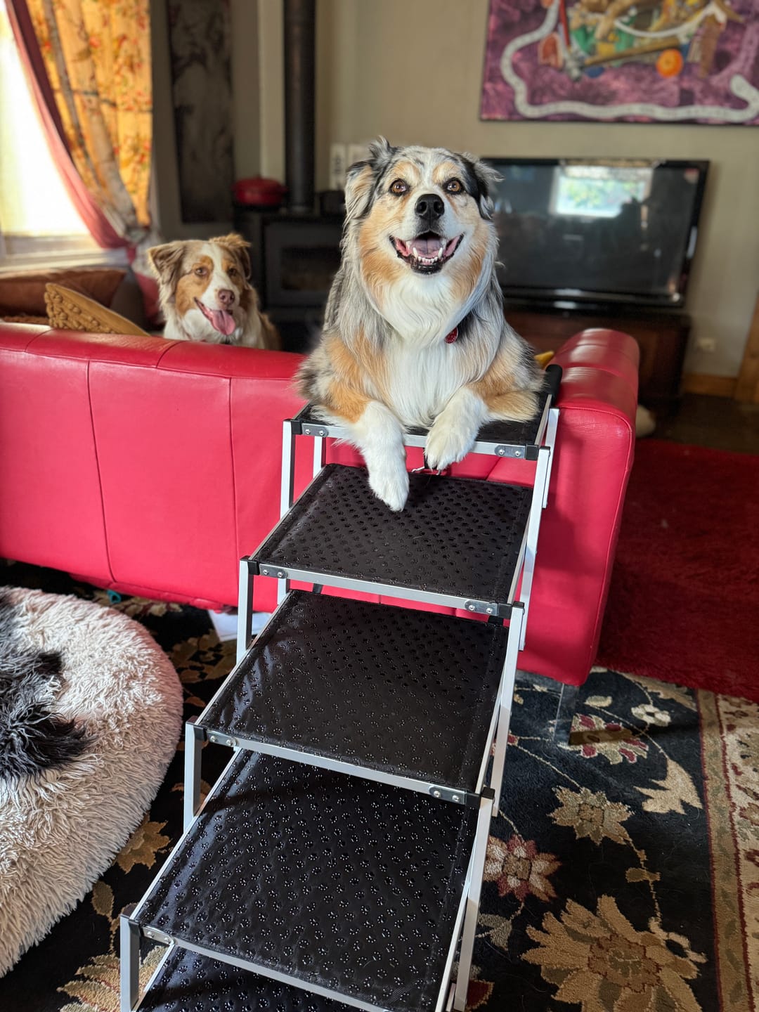 Customer photo review of PaWz Foldable Aluminum Pet Steps