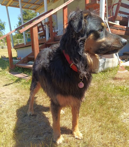 Customer photo review of Placa Rosada Flores