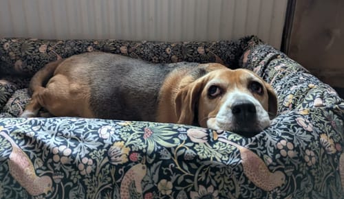 Customer photo review of HiK9 x MORRIS & CO Luxury Nest