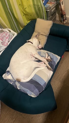 Customer photo review of Soft Foam Pet Couch - Rabbinic