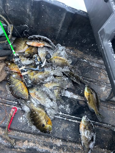 Customer photo review of Custom Power Noodle