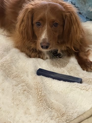 Customer photo review of BLUEBERRY YAK CHEWS