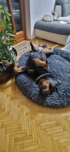 Customer photo review of Puppery Hundebett Wolke 7 - Das Original