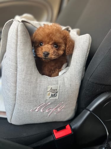 Customer photo review of Trasportino Mattias (Soft Touch) Grigio Chiaro