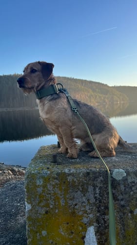 Customer photo review of 4cm LIGHTER Combat® Collar | With Handle Rated Clip - Khaki x Khaki