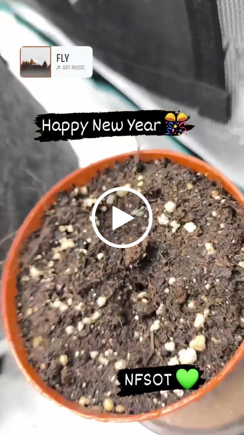 Customer video review of Bruce Banner Automatic Cali Strain Cannabis Samen - Autoflower - Cannabis Cup Sieger 2023 - F1 Samen