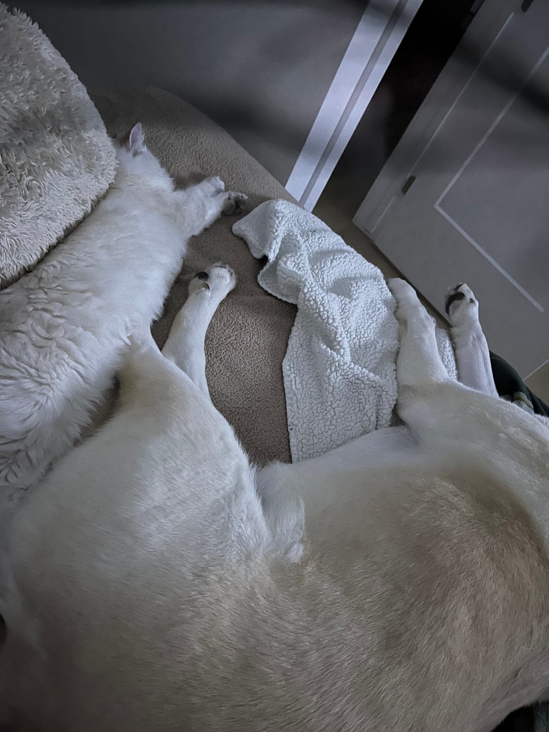 Customer photo review of Bold By Nature Mega - Viande crue pour chien en variété de saveur