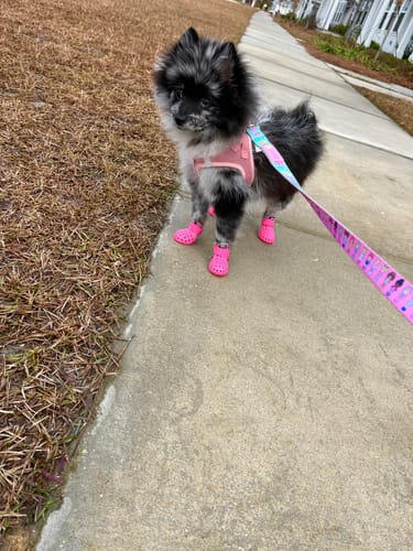 Customer photo review of WagWellies® Mojave
