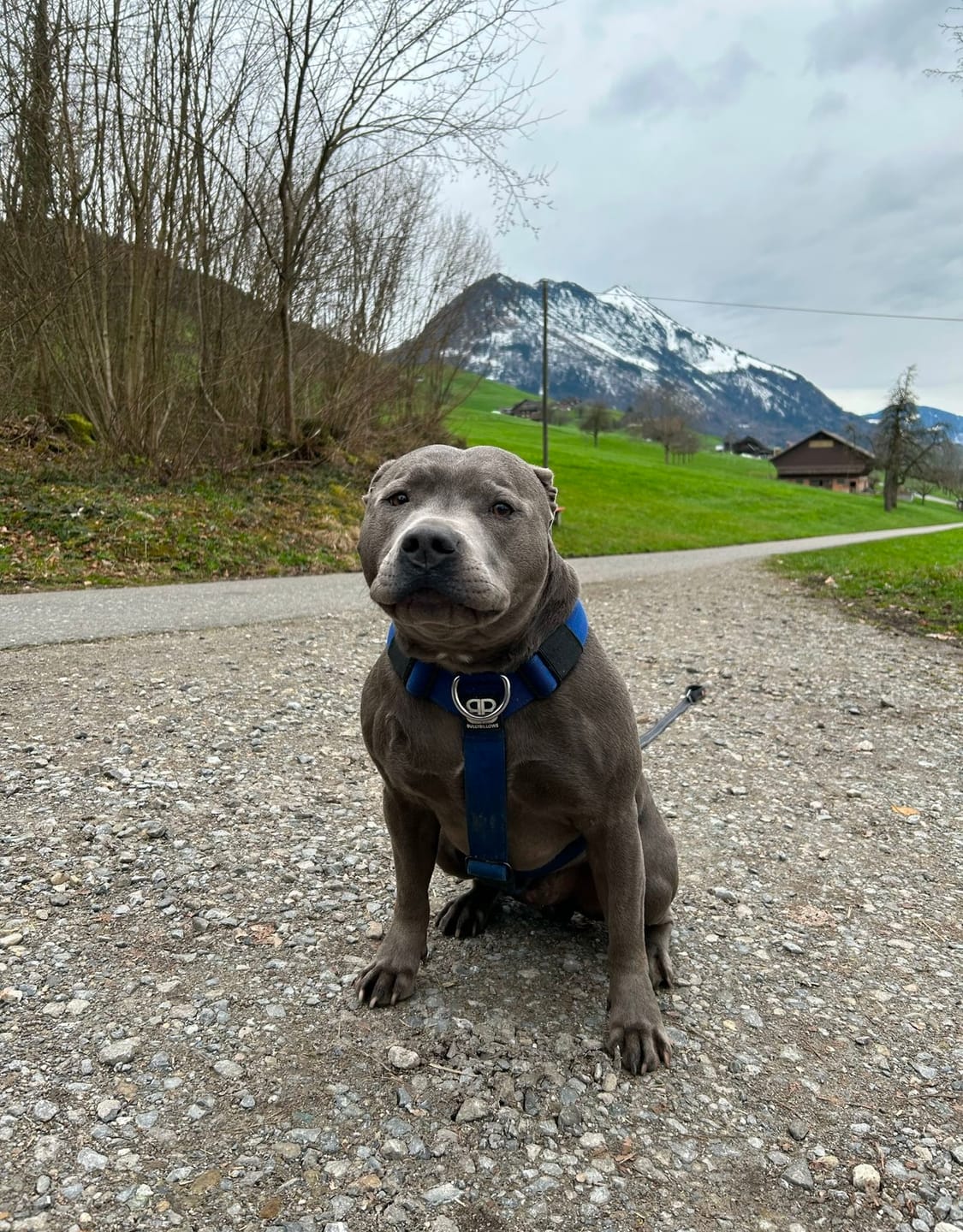 Customer photo review of Training Anti Pull TRI-Harness® | M-XL Breeds - Khaki
