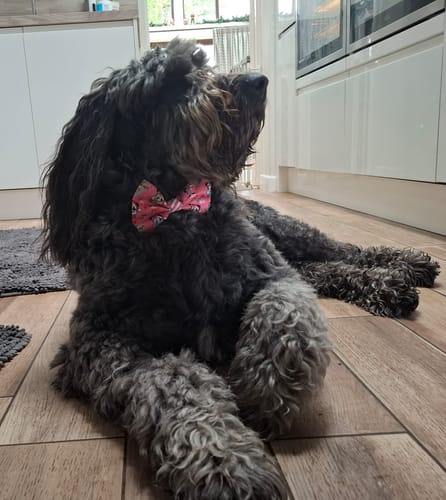 undefined review of Disney© Bow Tie -  Minnie's Christmas image 1 out of 1